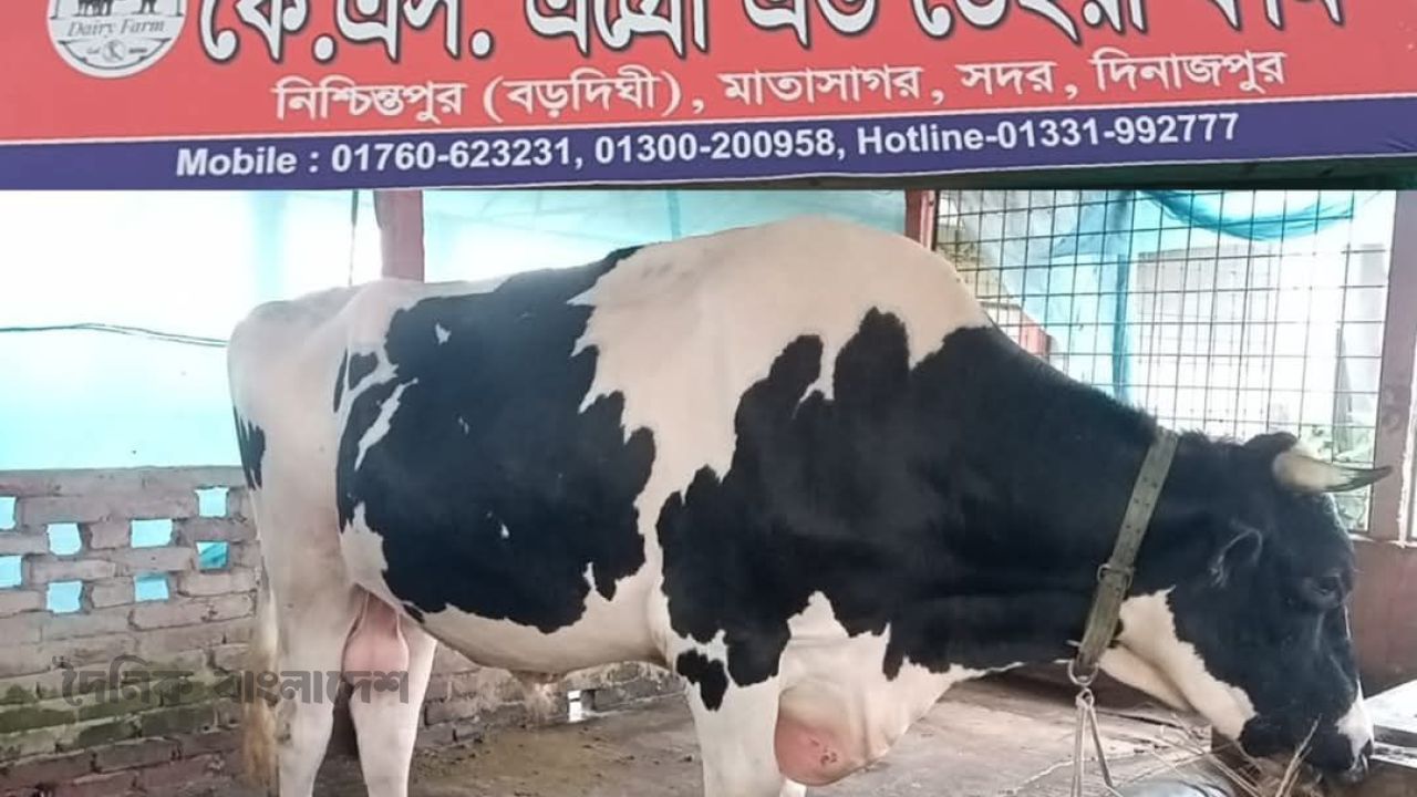 দিনাজপুরে খুশির খামারে ৩০ মণ ওজনের প্রিন্স দাম হাঁকা হয়েছে ১০ লাখ টাকা