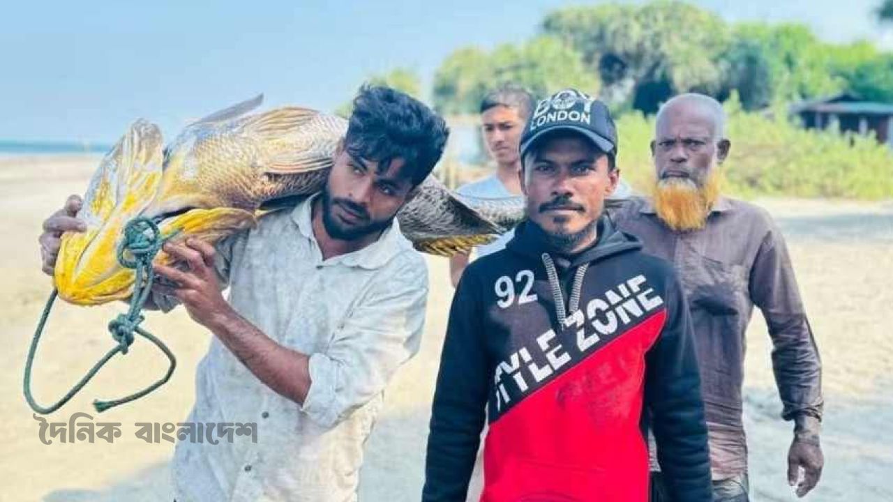 সেন্টমার্টিনে ধরা পড়েছে ৩২ কেজির পোপা মাছ