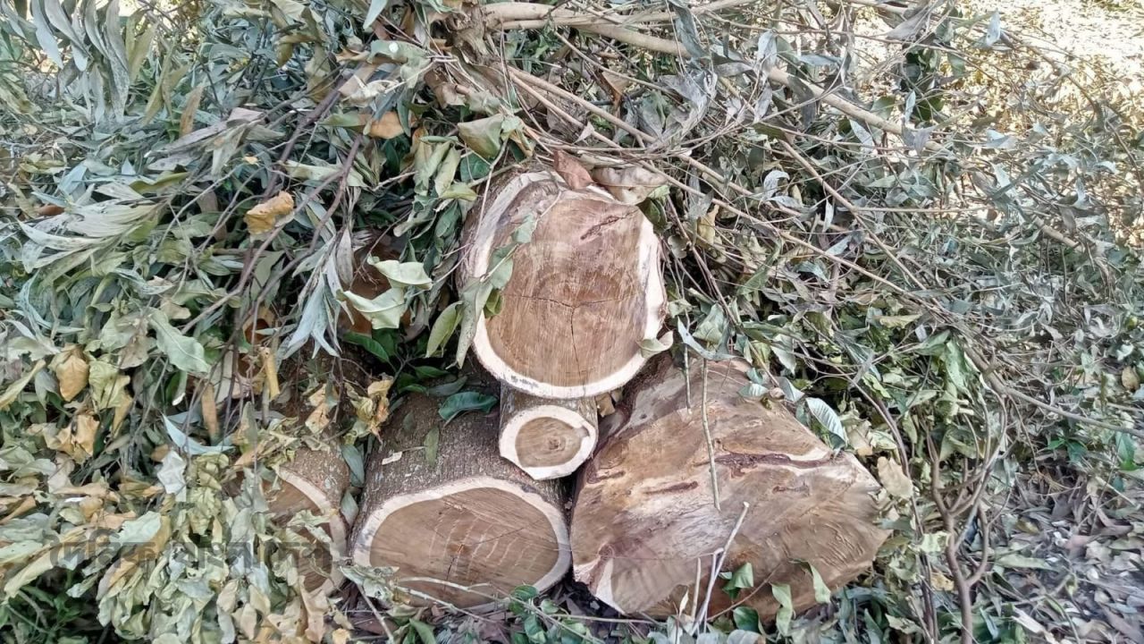 লামা বন বিভাগের কেয়াজু পাড়া দিয়ে পাচার হচ্ছে বনের কাঠ, উজাড় হচ্ছে বন,দেখার কেউ নেই। 